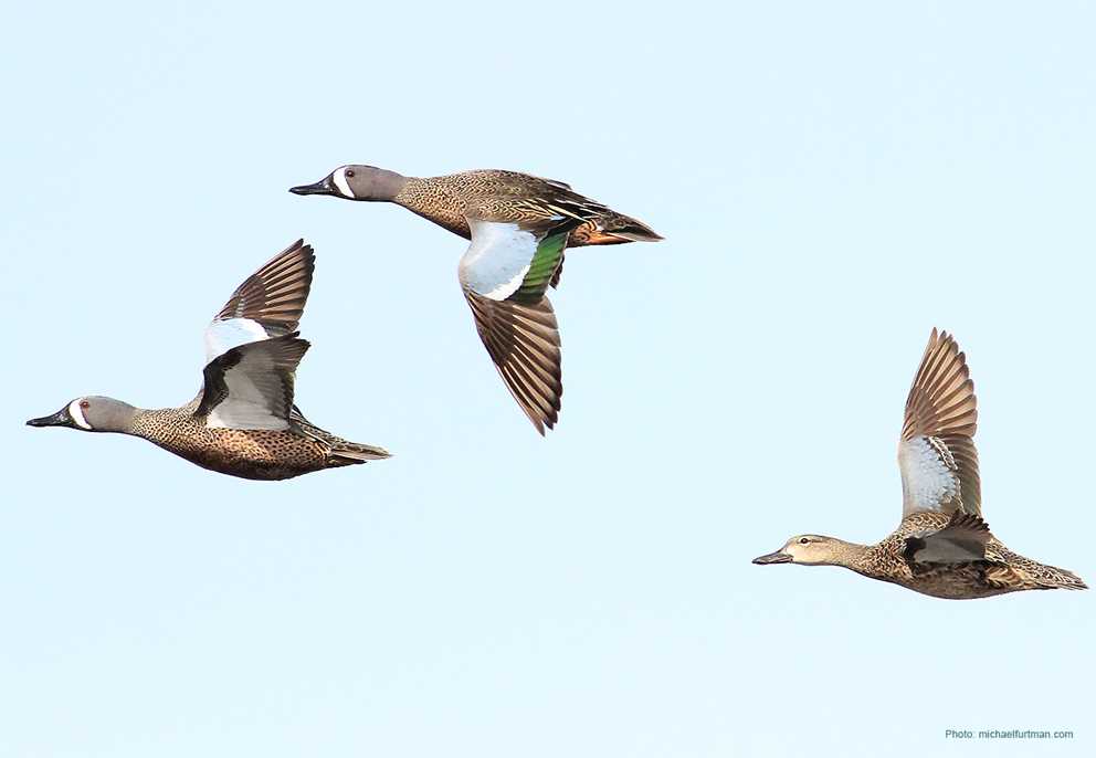 Blue-winged Teal Image
